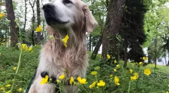 Trabzon'da sahipli köpeklere 'ağızlık' kararı geri çekildi