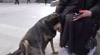 TRABZON'DA SAHİPLİ KÖPEKLERE 'AĞIZLIK' KARARI GERİ ÇEKİLDİ