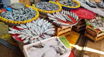 Aydın'da balık tezgahlarının yıldızı sardalya