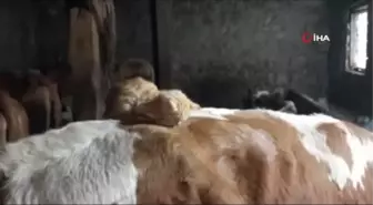 Öksüz kalan yavru kediye ineklerden anne şefkati