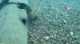 Dalış yapan profesör, Müren balığıyla burun buruna geldi... O anlar, böyle görüntülendi