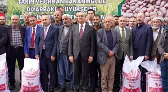 Diyarbakırlı çiftçilere kırmızı mercimek tohumu dağıtıldı