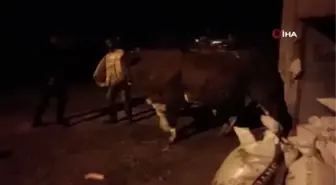 Iğdır'da büyükbaş hayvan hırsızlığında 3 kişi tutuklandı