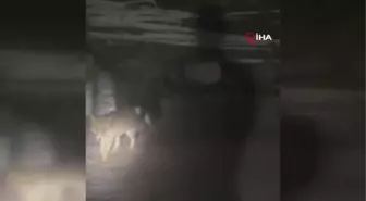 Kaybolan köpeğinin yerine tilki beslemeye başladı