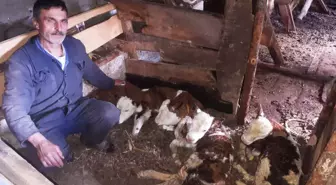 Giresunlu besiciye dördüz buzağı sürprizi