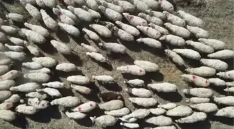 Karayaka ırkı koyun yetiştiriciliğinin gelişmesi için çalışma yapılıyor