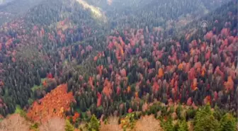 GÜMÜŞHANE - 'Örümcek Ormanları'ndan sonbahar manzaraları