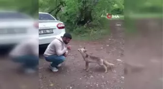 (TUNCELİ)Tilkiyi eliyle böyle besledi