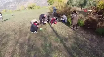 Adana'da 18 yıldır yetiştiriyor... Tek tek toplanan safranın gramı 60 TL'den satılıyor