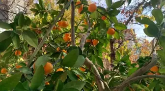 Nallıhan'da yetiştirilen mandalina görenleri şaşırtıyor