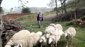 Kadın üreticilere küçükbaş hayvan ve yem desteği verilecek
