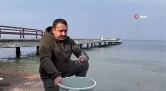 Nadir görülen domuz köpekbalığı oltasına takıldı