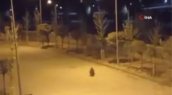 Şehre inen ayı böyle görüntülendi