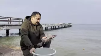 Yalova'da balıkçının oltasına domuz köpek balığı takıldı