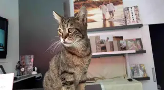 Kamyonun kasasında bulduğu kediyi 5 yıldır dükkanında besliyor