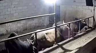 Tüm hayvanlarının ölüsünü bulan çiftçi, gece güvenlik kamerasını izlediğinde hıçkırarak ağladı