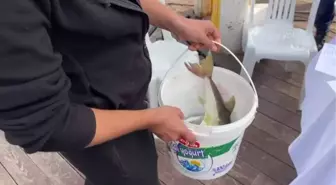 Balon balığı avlama yarışması düzenlendi