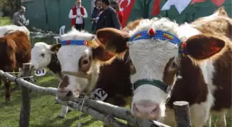 ŞİLE'DE BUZAĞI GÜZELLİK YARIŞMASI YAPILDI