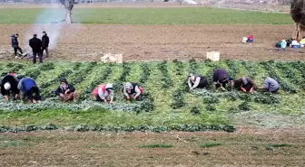 Bilecik'te ıspanak günlük 200 işçiye geçim kapısı oluyor