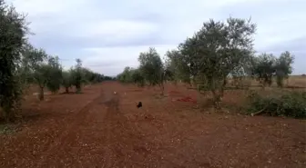 Roketin düştüğü zeytinlik zarar gördü
