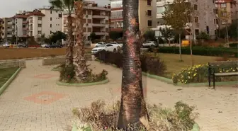 Şehir Magandaları Ödemiş Eğitim Şehitleri Parkı'ndaki Palmiye Ağacını Yaktı