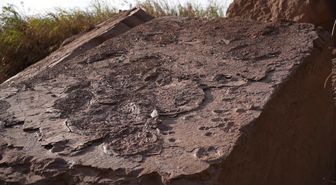 Çin'in Güneydoğusunda, Nadir Görülen Fosilleşmiş Dinozor Ayak İzleri Bulundu