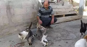 50'ye yakın sokak hayvanına adeta babalık yapıyor