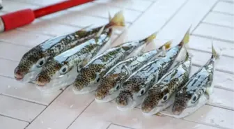 Tüm istilacı türlere, balon balığı teşviki istendi