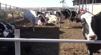 VETERİNER HEKİMİN HAYALİ DEVLET DESTEĞİ İLE GERÇEK OLDU