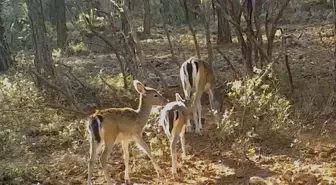 Antalya ormanlarındaki alageyikler fotokapana yansıdı