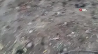Elazığ'da köpekler kümese girdi, 37 tavuğu telef etti
