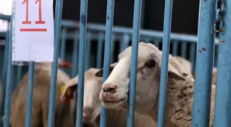Merkezefendi Belediyesi'nden Kadın Üreticilere Küçükbaş Hayvan ve Yem Desteği