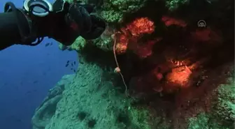 Hatay mutfağının yeni lezzeti Aslan balığı