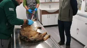 Sakarya'da yaralı halde bulunan tilki tedavi altına alındı
