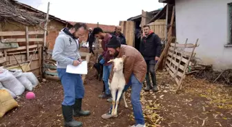 Emet'te 'Keçi belediyeden, süt köylüden, peynir kooperatiften' projesi