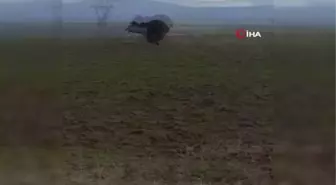 Dev ayı arazide böyle görüntülendi