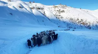 Yolu kapanan köydeki sürü ve çobanlar ekiplerin çalışmasıyla kente ulaştırıldı