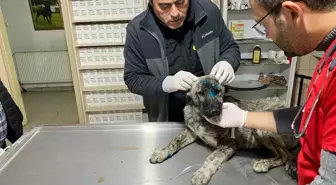 Kırşehir Belediyesi'nden Yaralanan Sokak Köpeğine İlk Müdahale