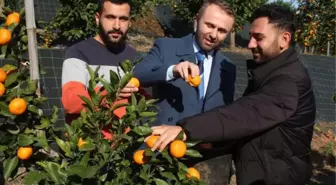 TESCİLLİ RİZE MANDALİNASI, 9 TÜRÜ İLE TÜRKİYE MEYVE LİSTESİNE ADAY
