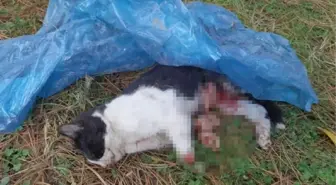 5 ayda baktığı 4 kedi katledildi, yavru kedisini patileri kesilmiş halde buldu