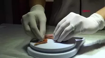 El koyulan albino piton yeni yuvasında