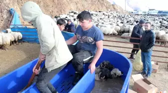 Küçükbaş hayvanlar mobil koyun yıkama makineleriyle yıkanarak ilaçlanıyor