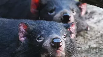 Dört Tazmanya Canavarı Singapur'daki Yaban Hayatı Parkında Ziyaretçilerle Buluştu