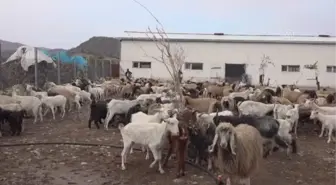 Vali Bilgin, devlet desteğiyle küçükbaş hayvan alan besicilerle bir araya geldi Açıklaması