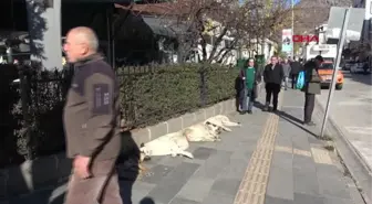 TUNCELİ'DE SON 10 YILDA SOKAK HAYVANLARINA ŞİDDET OLMADI