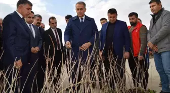 Besni'de çiftçilere Antep Fıstığı fidanı dağıtıldı