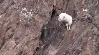 Erzurum'da keçi kurtarma operasyonu
