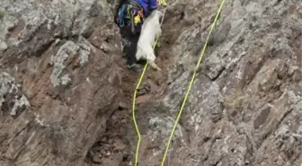 KAYALIKTA MAHSUR KALAN KEÇİLER, 5 GÜN SONRA AFAD TARAFINDAN KURTARILDI