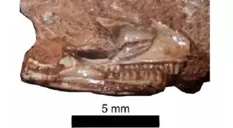 Kertenkelelerin atası dolapta bulundu