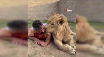 Sevip okşadığı aslanlarla minik bir kedi gibi oynadı